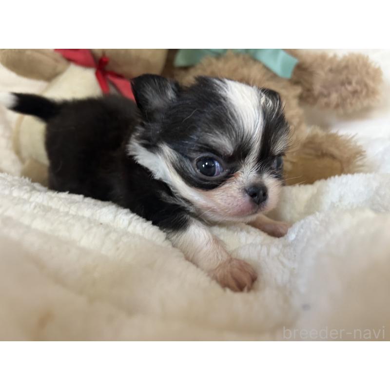 販売中の京都府のチワワ(ロングコート)-433197の1枚目