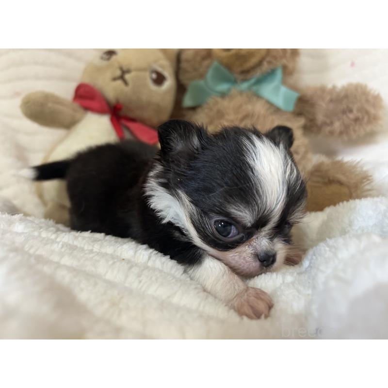 販売中の京都府のチワワ(ロングコート)-433197の5枚目