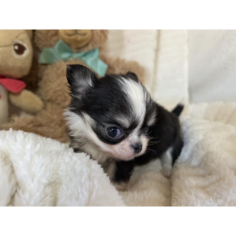 販売中の京都府のチワワ(ロングコート)-433197の4枚目