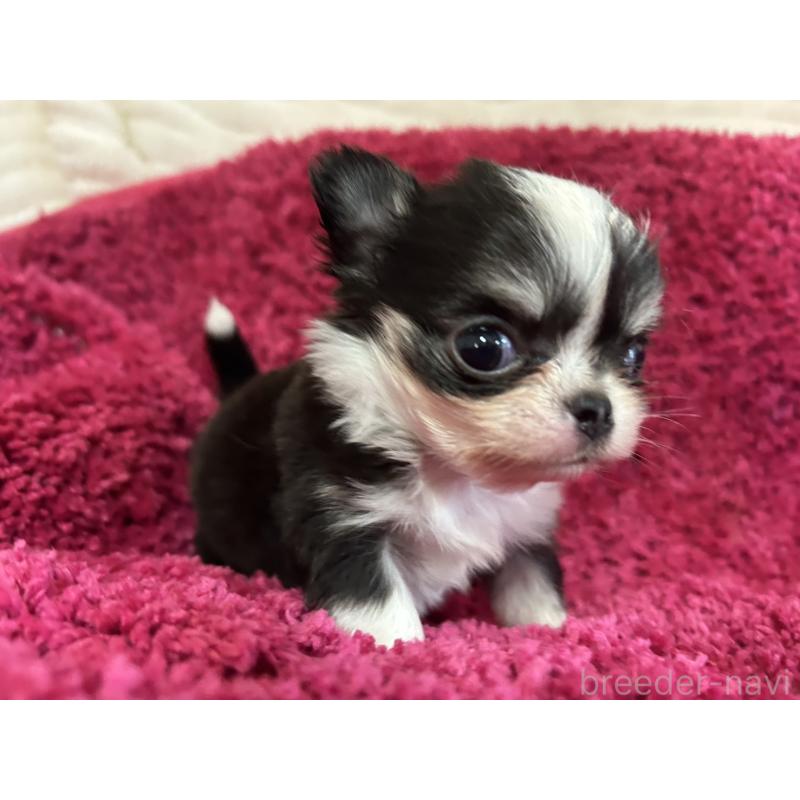 販売中の京都府のチワワ(ロングコート)-433197の3枚目