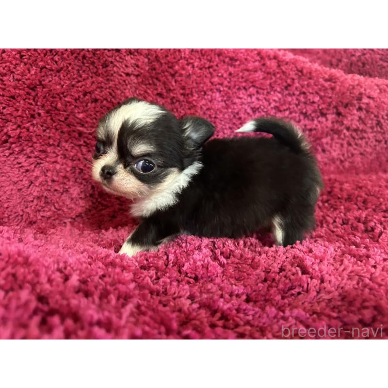 販売中の京都府のチワワ(ロングコート)-433197の2枚目