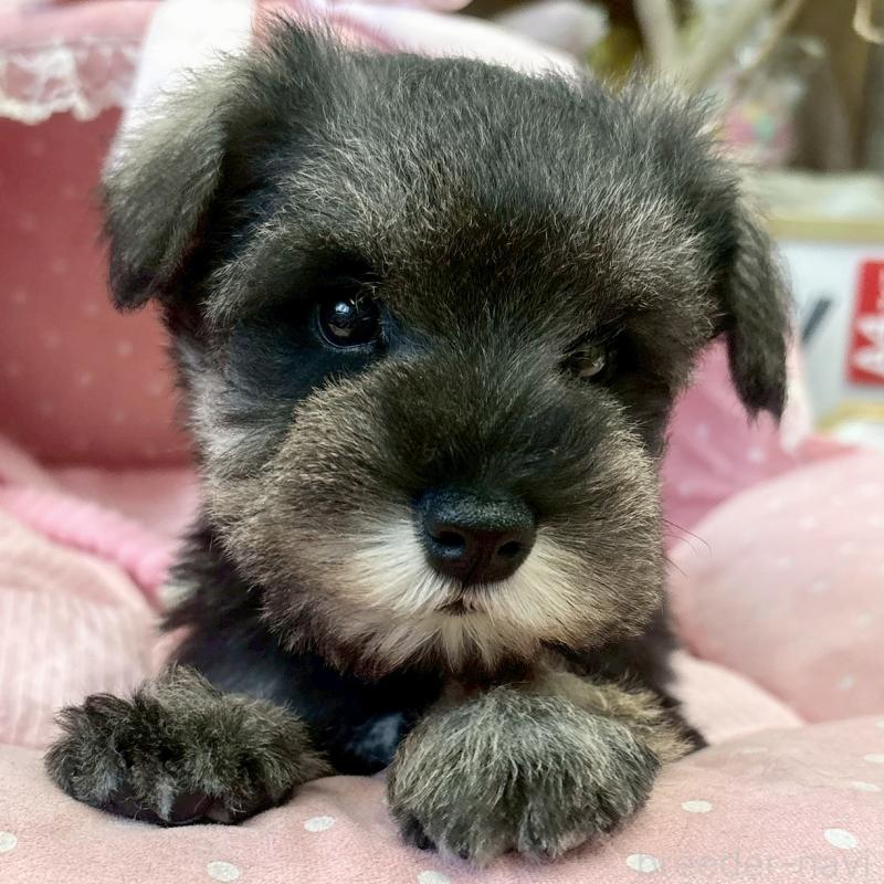 販売中の大阪府のミニチュアシュナウザー-433198の8枚目