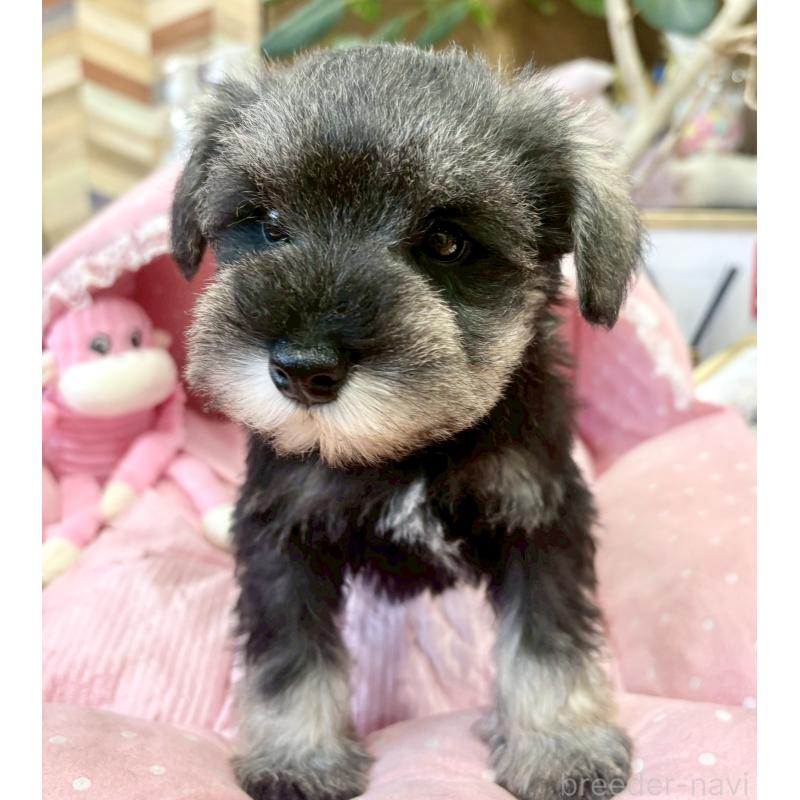 販売中の大阪府のミニチュアシュナウザー-433198の7枚目