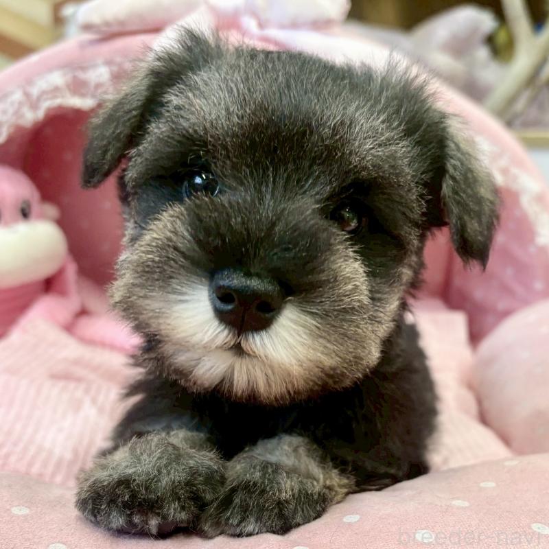 販売中の大阪府のミニチュアシュナウザー-433198の5枚目