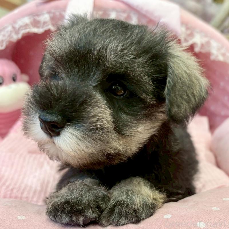 販売中の大阪府のミニチュアシュナウザー-433198の4枚目