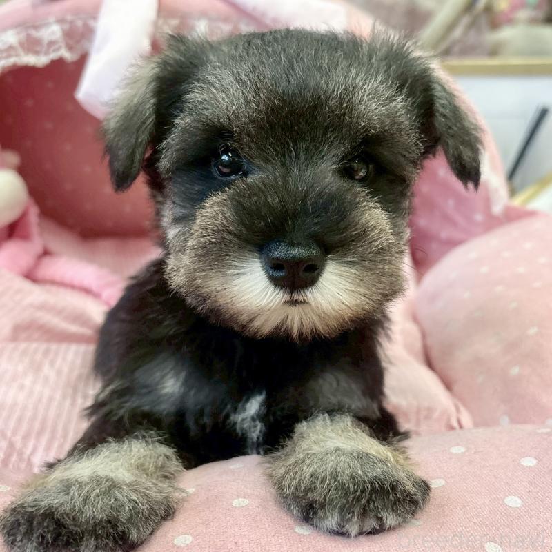 販売中の大阪府のミニチュアシュナウザー-433198の3枚目