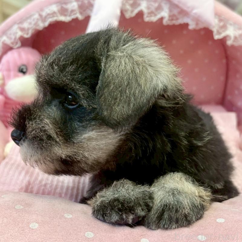 販売中の大阪府のミニチュアシュナウザー-433198の2枚目