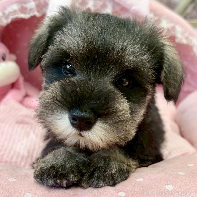 販売中の大阪府のミニチュアシュナウザー-433198の1枚目