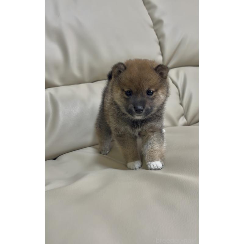 成約済の愛知県の豆柴-430590の7枚目