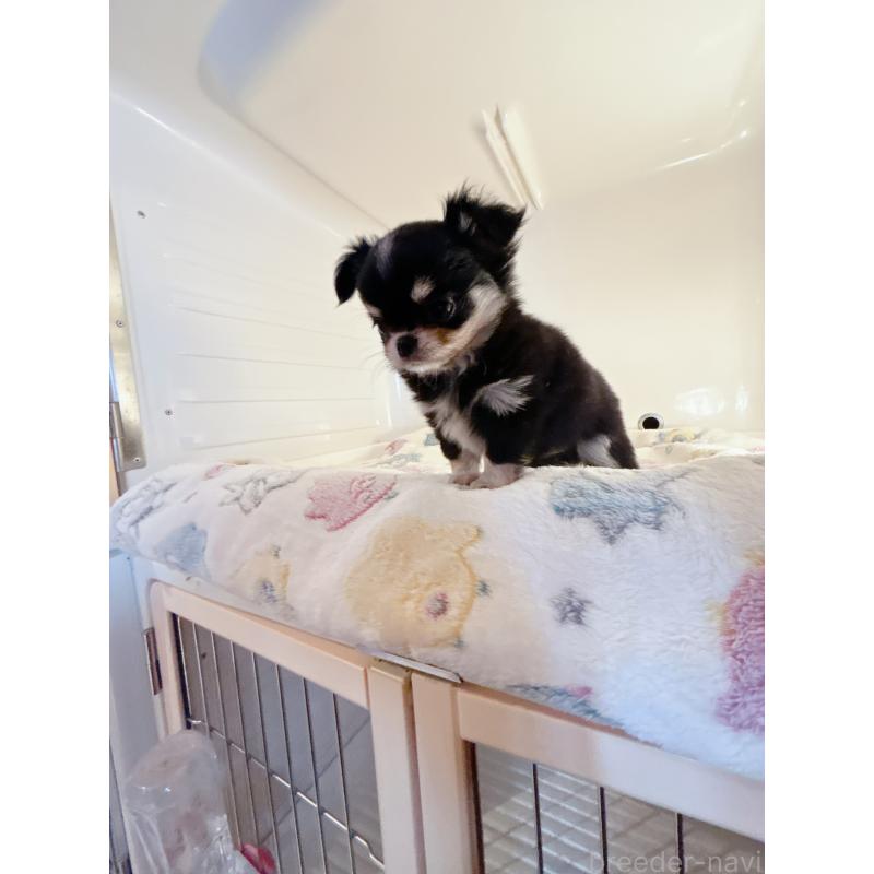 成約済の香川県のチワワ(ロングコート)-429830の5枚目