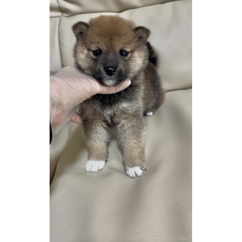 成約済の愛知県の豆柴-430590の6枚目