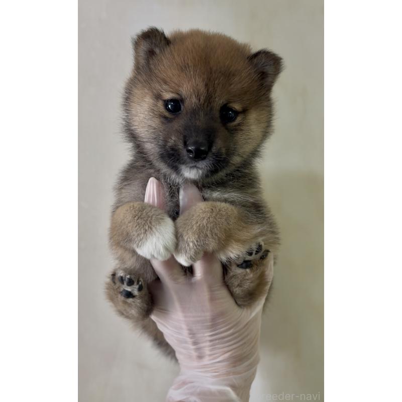 成約済の愛知県の豆柴-430590の5枚目