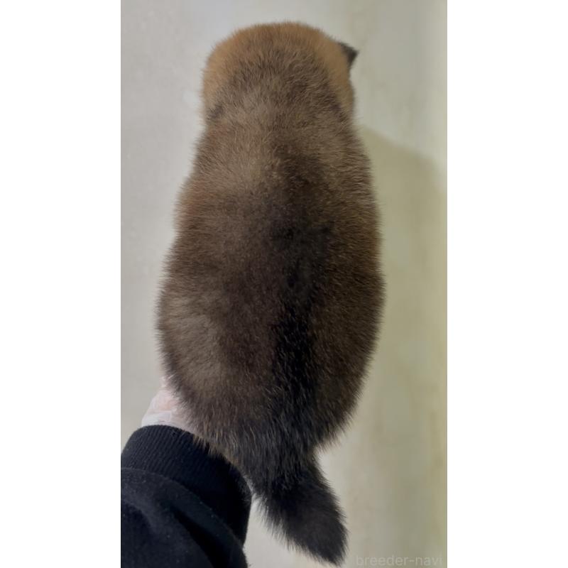 成約済の愛知県の豆柴-430590の4枚目