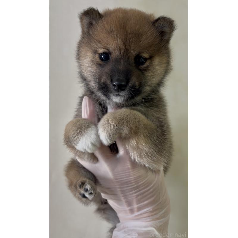 成約済の愛知県の豆柴-430590の2枚目