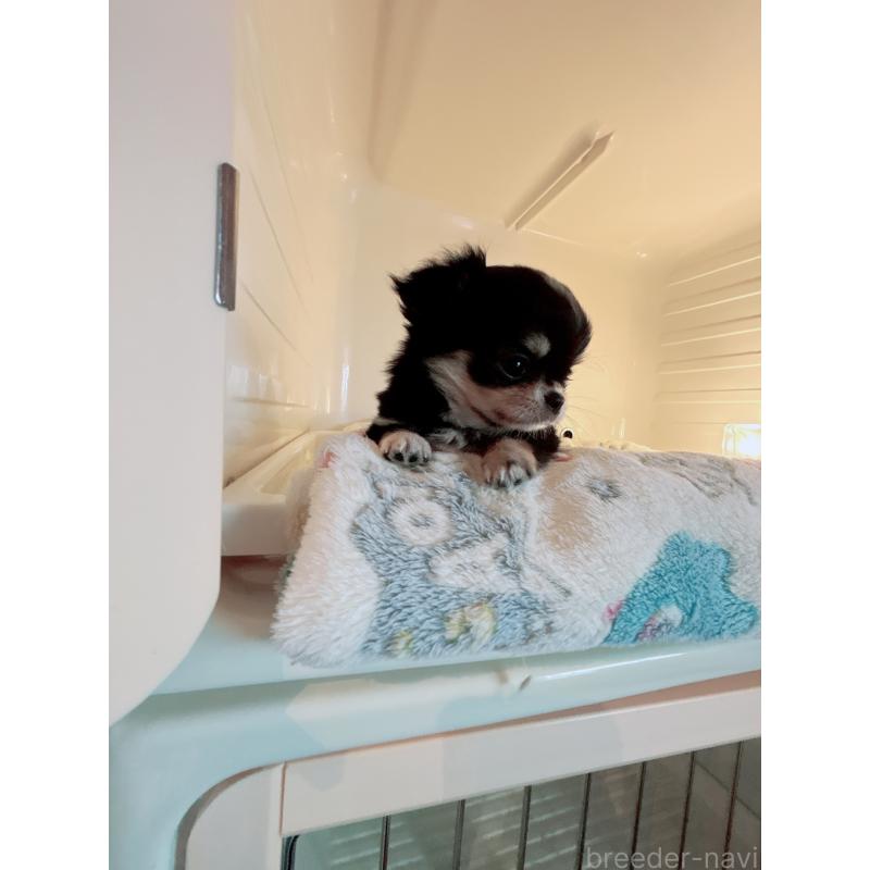 成約済の香川県のチワワ(ロングコート)-429830の3枚目