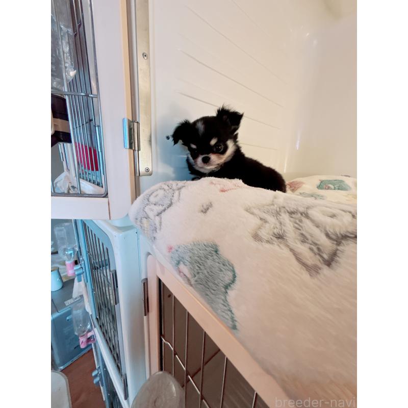 成約済の香川県のチワワ(ロングコート)-429830の2枚目