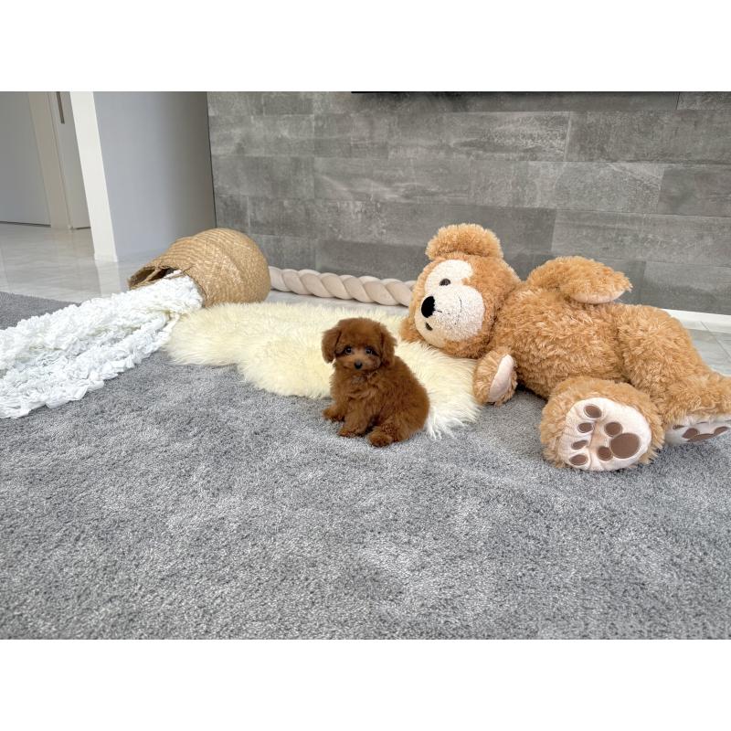 販売中の滋賀県のティーカッププードル-433199の7枚目