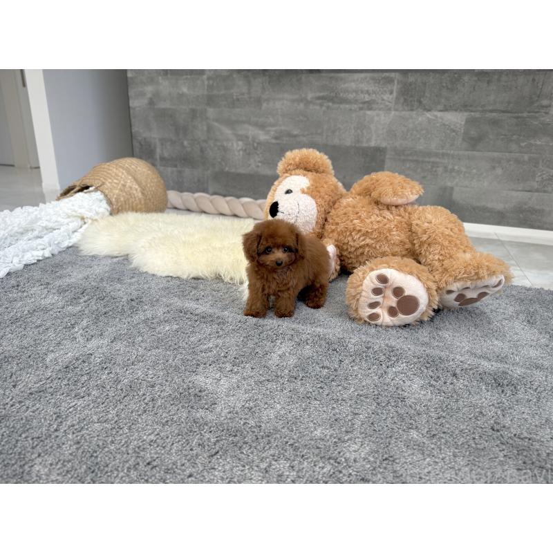 販売中の滋賀県のティーカッププードル-433199の6枚目