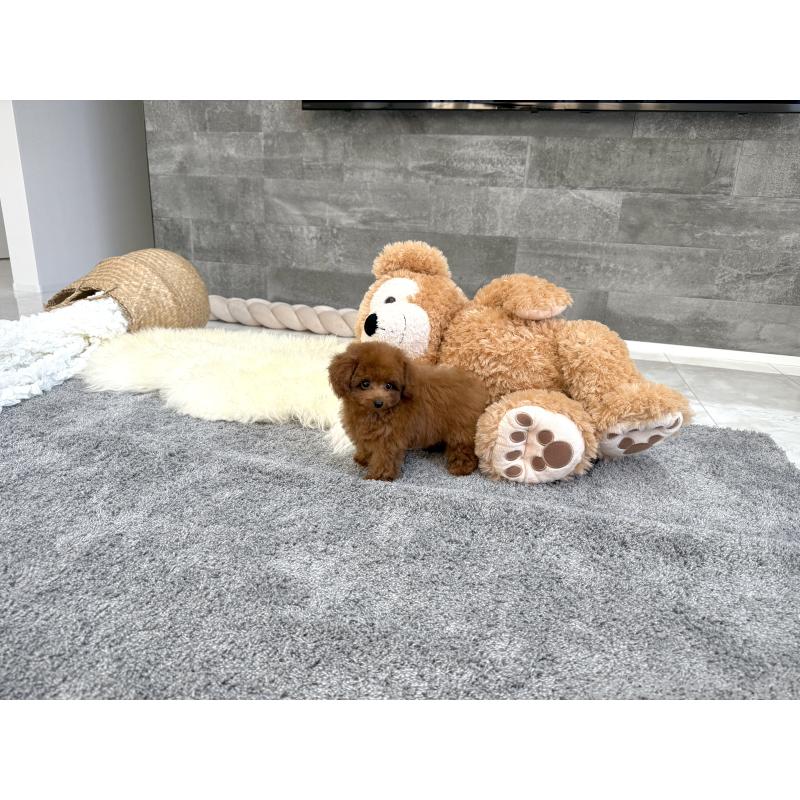 販売中の滋賀県のティーカッププードル-433199の5枚目