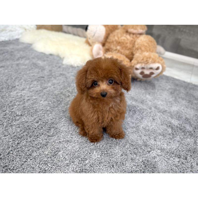 販売中の滋賀県のティーカッププードル-433199の4枚目