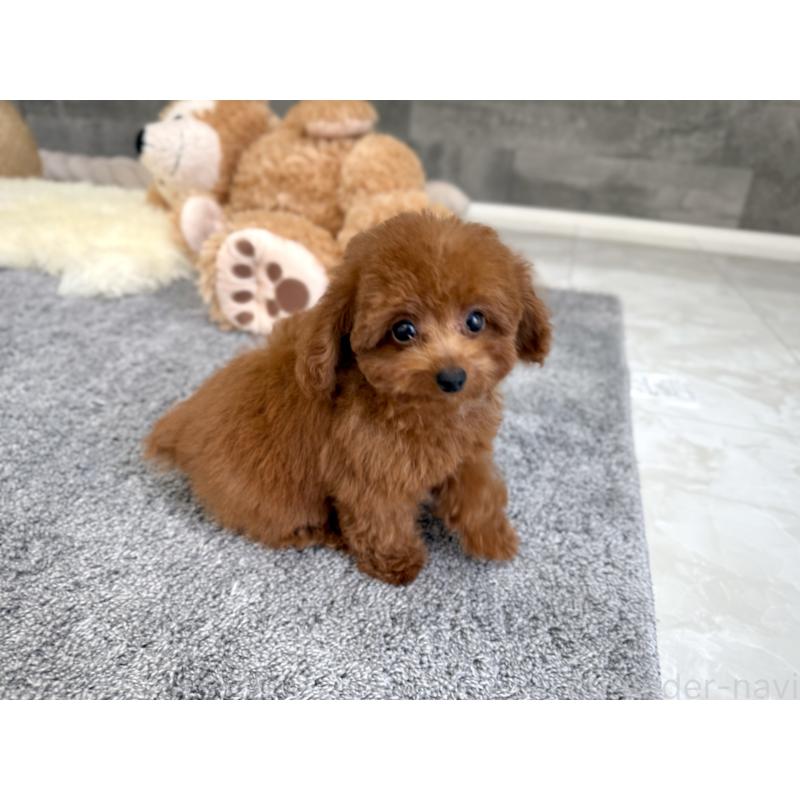 販売中の滋賀県のティーカッププードル-433199の3枚目