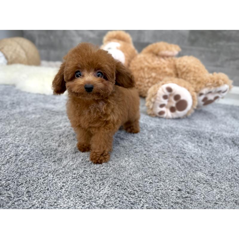 販売中の滋賀県のティーカッププードル-433199の2枚目