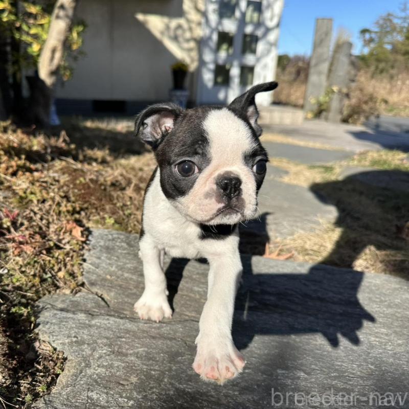 販売中の埼玉県のボストンテリア-433200の4枚目