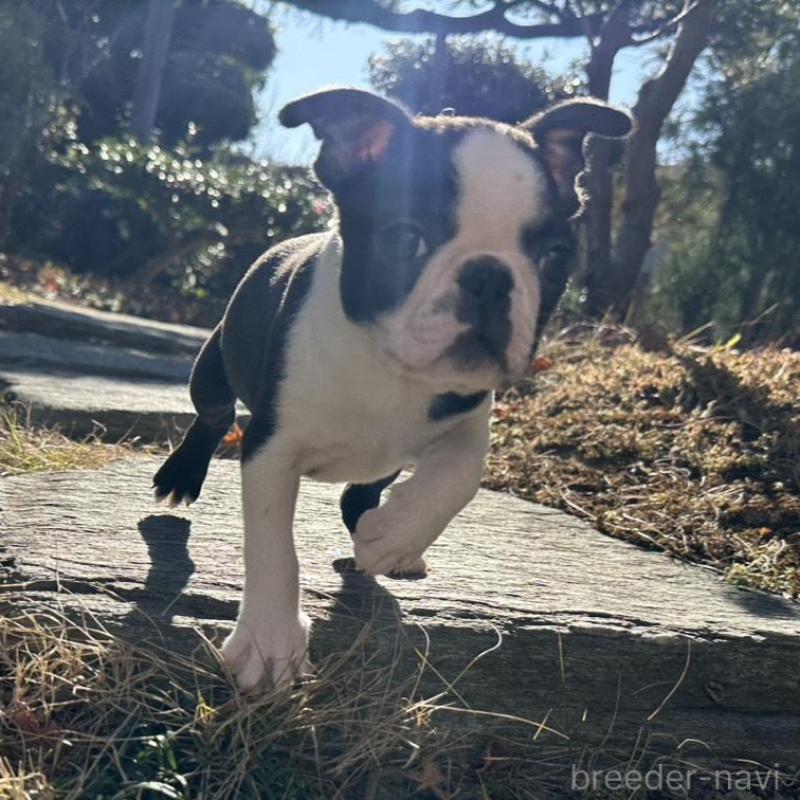 販売中の埼玉県のボストンテリア-433200の3枚目