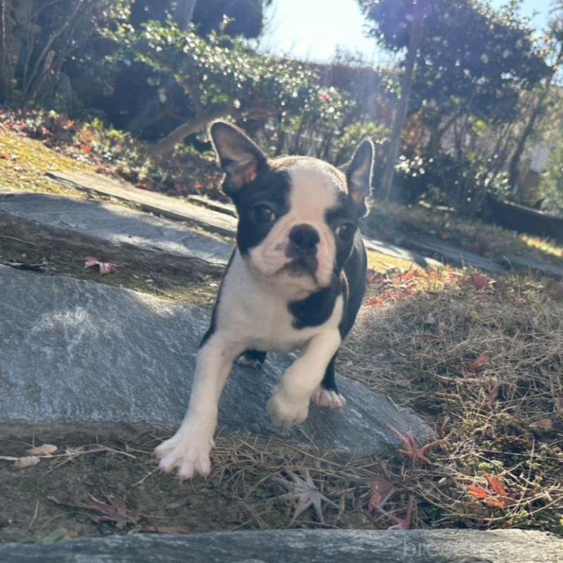 販売中の埼玉県のボストンテリア-433200の2枚目