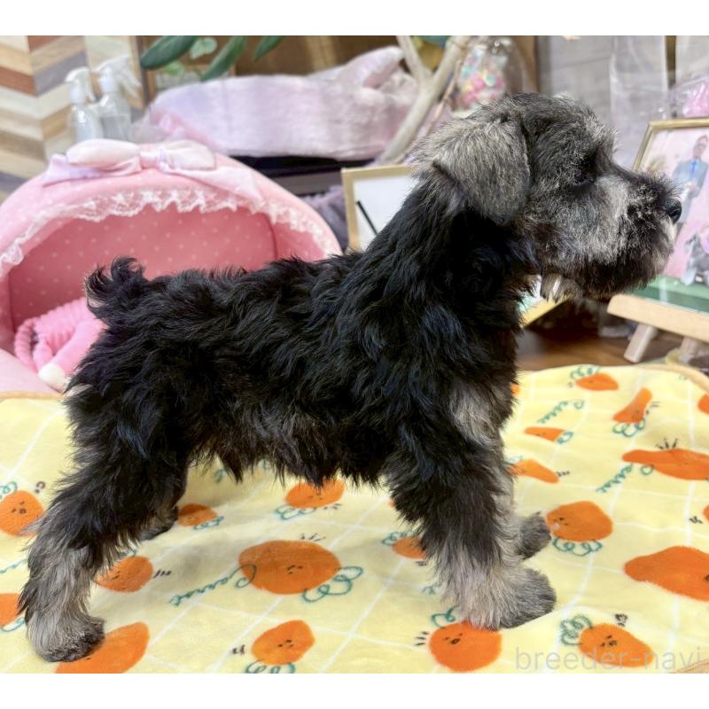 販売中の大阪府のミニチュアシュナウザー-433201の10枚目