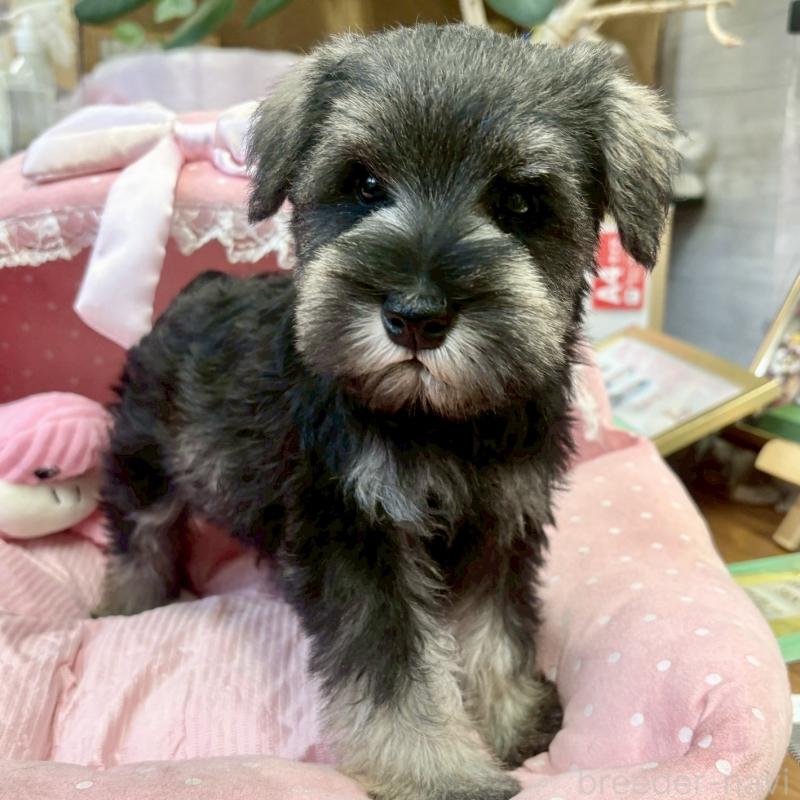 販売中の大阪府のミニチュアシュナウザー-433201の6枚目