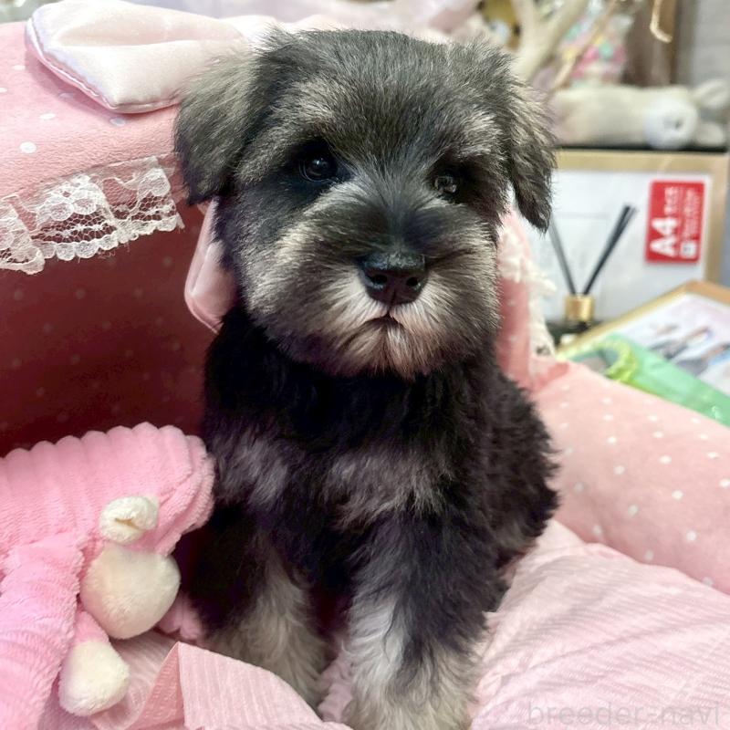 販売中の大阪府のミニチュアシュナウザー-433201の5枚目