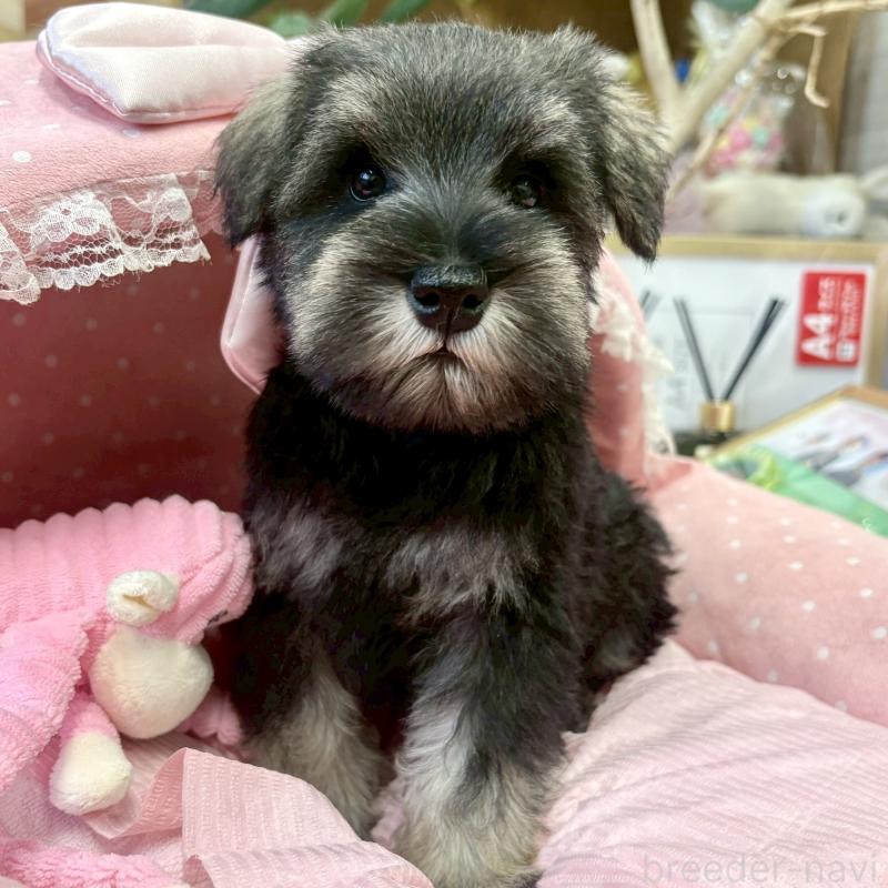 販売中の大阪府のミニチュアシュナウザー-433201の4枚目