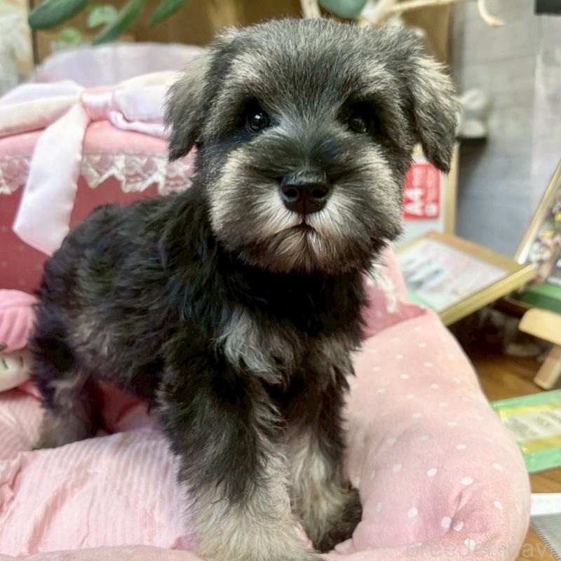 販売中の大阪府のミニチュアシュナウザー-433201の3枚目