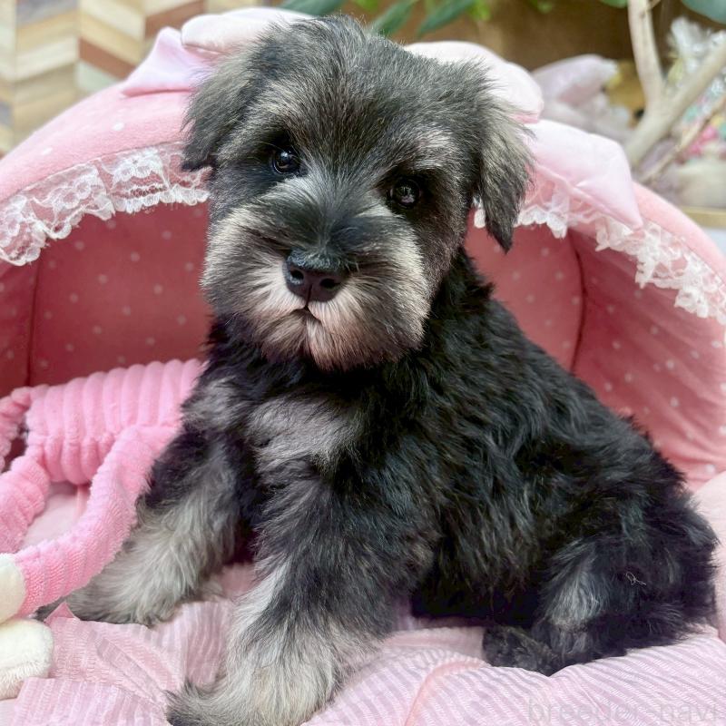 販売中の大阪府のミニチュアシュナウザー-433201の2枚目