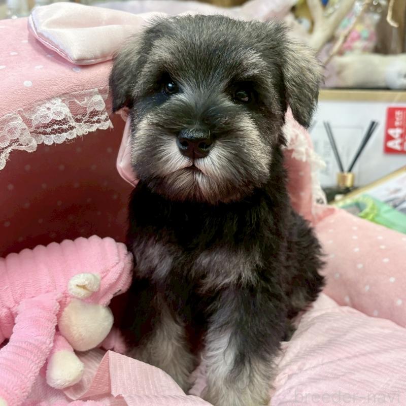 販売中の大阪府のミニチュアシュナウザー-433201