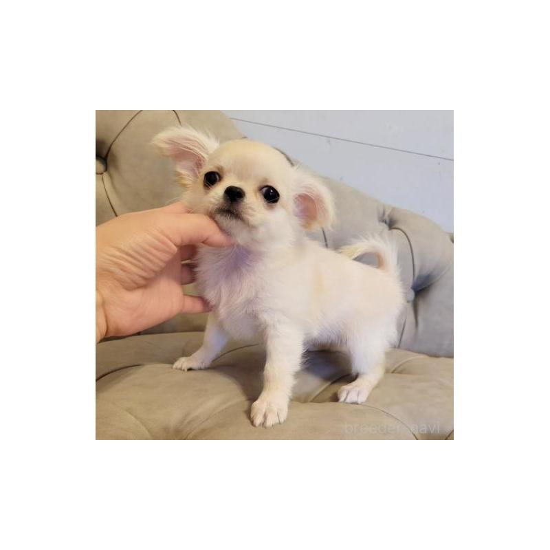 販売中の滋賀県のチワワ(ロングコート)-433202