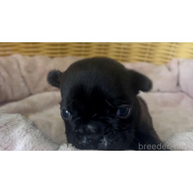 販売中の岡山県のフレンチブルドッグ-431018の27枚目