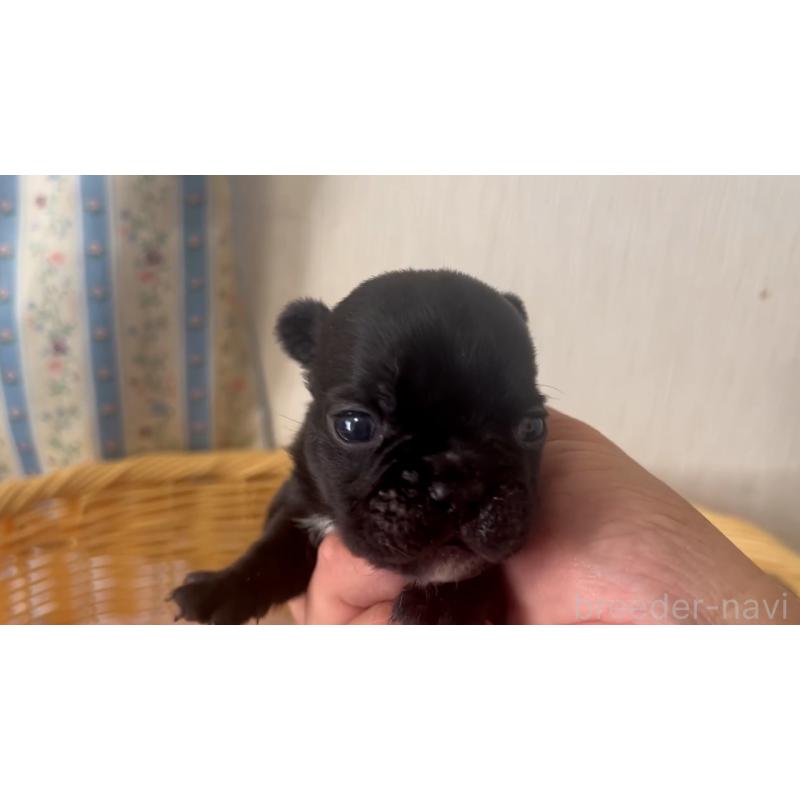 販売中の岡山県のフレンチブルドッグ-431018の26枚目