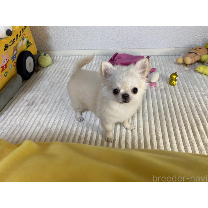 販売中の岡山県のチワワ(ロングコート)-424341の5枚目