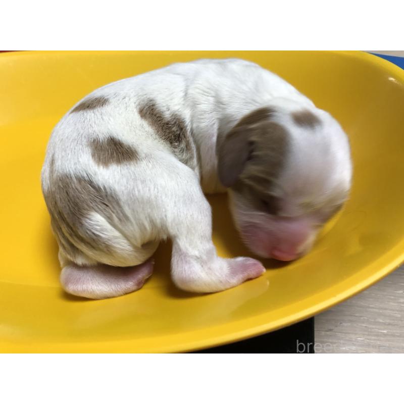 販売中の青森県のキャバリアキングチャールズスパニエル-433203の2枚目