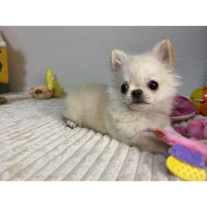 販売中の岡山県のチワワ(ロングコート)-424341の4枚目