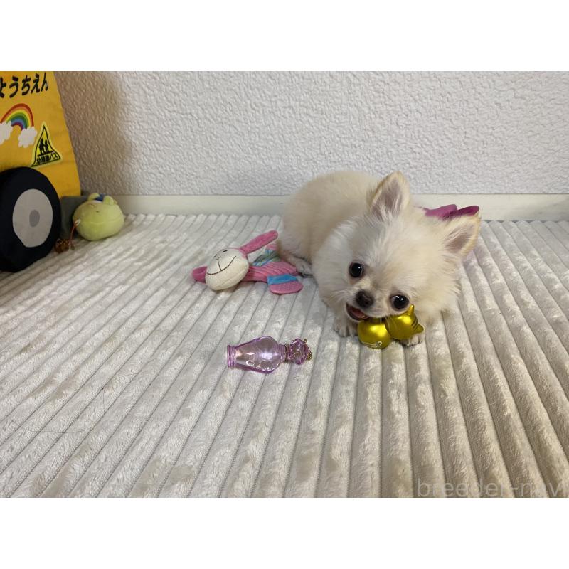 販売中の岡山県のチワワ(ロングコート)-424341の3枚目