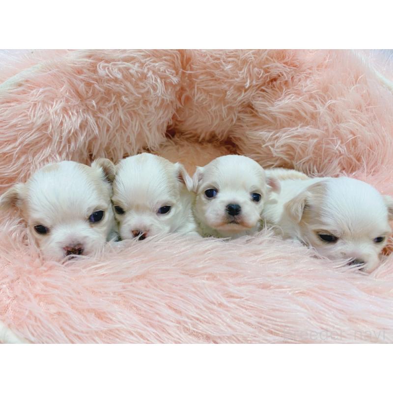 販売中の新潟県のチワワ(ロングコート)-433206の2枚目