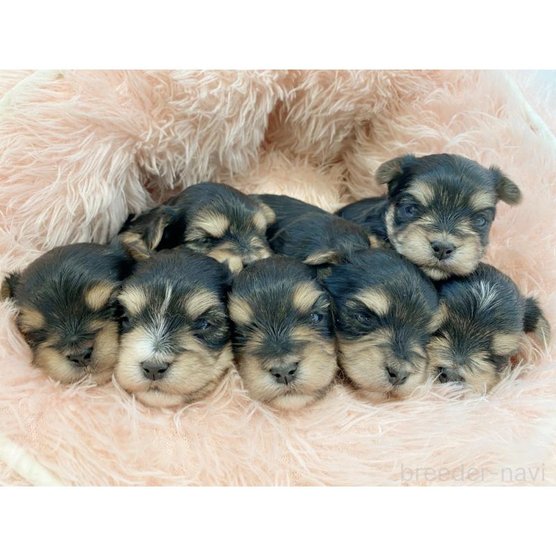 販売中の新潟県のマルキー:マルチーズ×ヨークシャーテリア-433207の2枚目