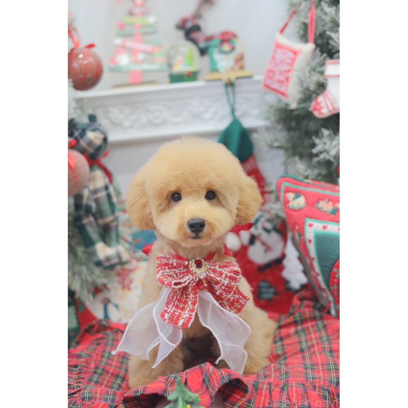 販売中の広島県のトイプードル-433209の3枚目