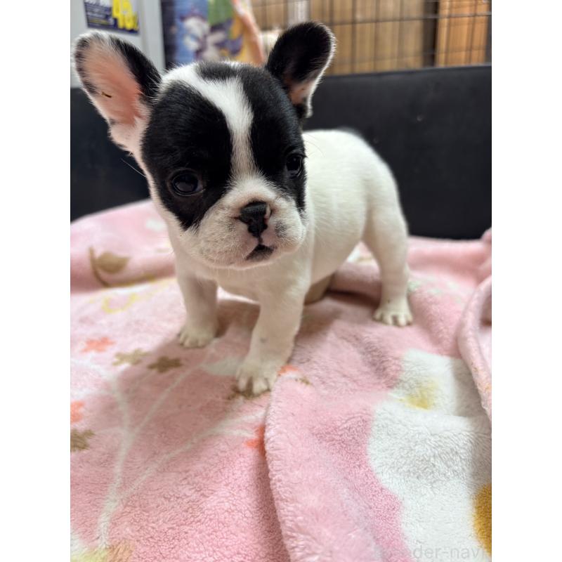 販売中の岡山県のフレンチブルドッグ-433208の3枚目