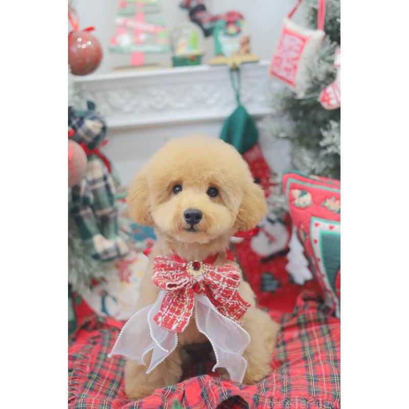 販売中の広島県のトイプードル-433209の2枚目