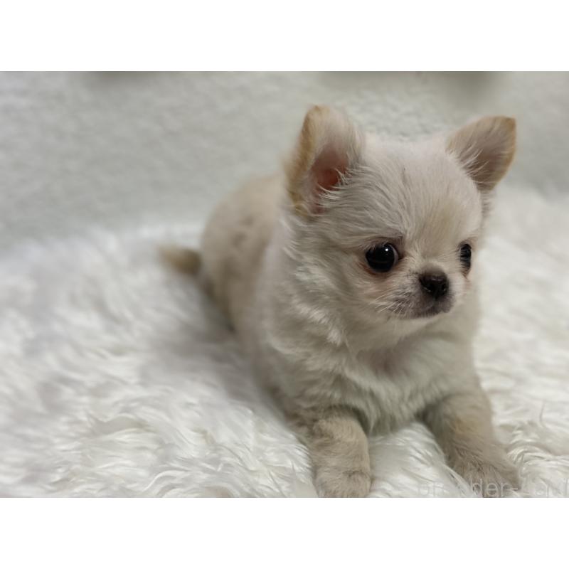 販売中の岡山県のチワワ(ロングコート)-424341の2枚目