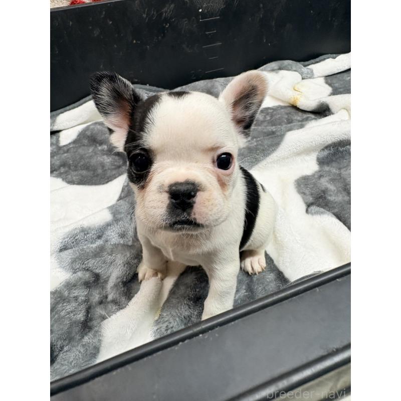 販売中の岡山県のフレンチブルドッグ-433210の4枚目